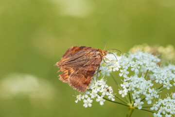 Wall Mural - Burnet companion, euclidia glyphica insect moth sitting on flower. Macro animal background