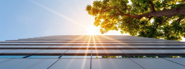 Wall Mural -  The sun brightly shines through a tree's leaves, casting light on a city's high-rise building