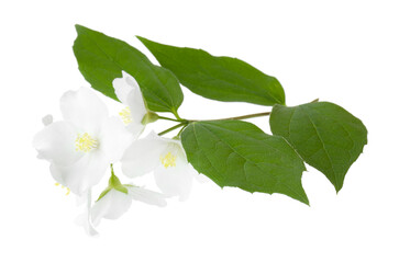 Wall Mural - Branch of jasmine flowers and leaves isolated on white