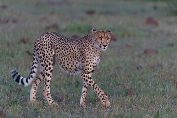 Poster - Cheetah (Acinonyx jubatus) walking and searching for prey in the late afternoon in Mashatu Game Reserve in the Tuli Block in Botswana 