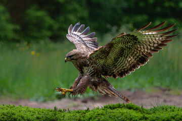 Canvas Print - Common Buzzard (Buteo buteo) flying in the forest of Noord Brabant in the Netherlands.  Green forest background