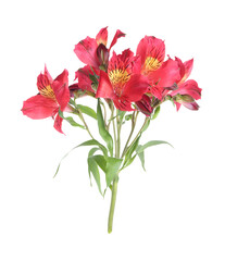 Wall Mural - Beautiful red alstroemeria flowers isolated on white