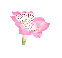 Wall Mural - Beautiful pink alstroemeria flower isolated on white