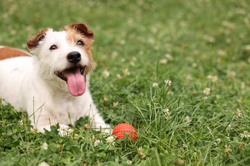 Wall Mural - Cute dog playing with toy outdoors, copy space text. Active pet