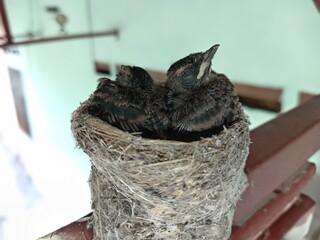 Wall Mural - A small malaysian pied fantail (Rhipidura javanica)  two  bird chicks in  their nest  on buiding structure. 14 days age.  photo  taken in malaysia