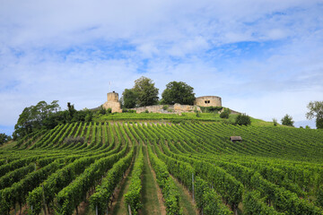 Wall Mural - The castle ruins of Weibertreu, originally Weinsberg Castle, Germany