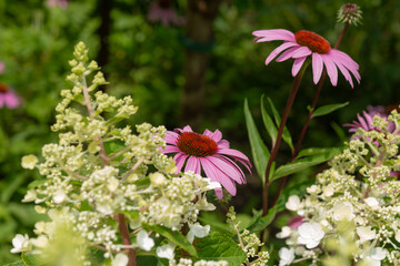 Sticker - close-up of hydrangea flower spikes and echinacea blossoms on a defocused background (suitable for copy space)