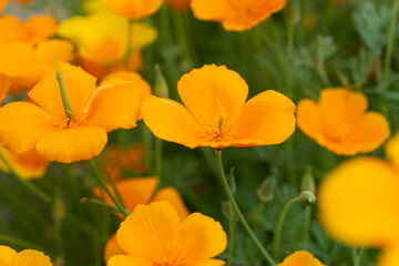 Sticker - close-up of Eschscholzia californica (California poppy, golden poppy, sunlight, cup of gold) flowering plants (papveraceae)