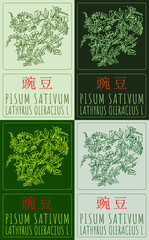 Wall Mural - Set of drawing PISUM SATIVUM in Chinese in various colors. Hand drawn illustration. Latin name is LATHYRUS OLERACEUS L.