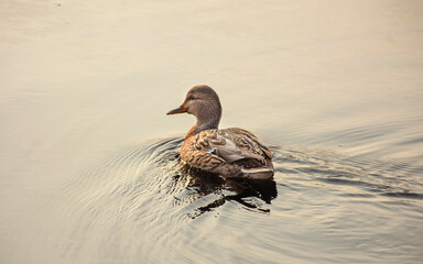 beautiful duck swimming on water in river