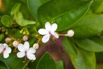 Wall Mural - Blossoms of a glory bower, Volkameria inermis