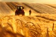 © valentina - People on the combiners work in field harvesting wheat blur grain harvest People scene at sunset