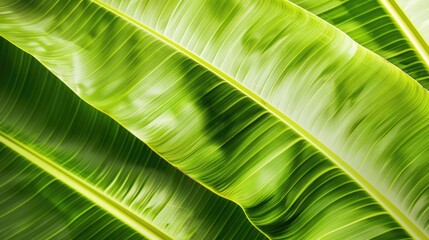 Sticker - Banana leaf close up with space for text on wallpaper