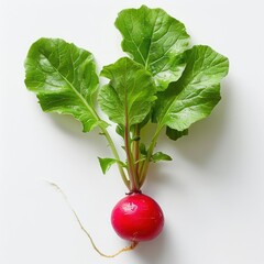 Canvas Print - a radish with green leaves on a white surface