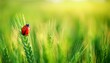 © Ekkarat_Studio - Green wheat field with ladybug on grain, blurred background