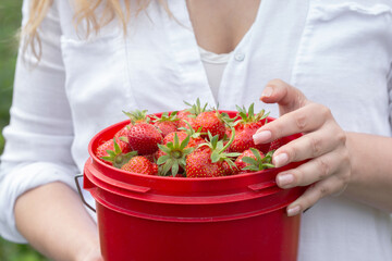 Wall Mural - Female agricultural worker is holding a bucket with picked strawberries.