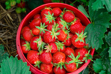 Wall Mural - Red pail with strawberries among green foliage in summer garden.