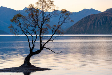 Wall Mural - That Wanaka Tree - New Zealand