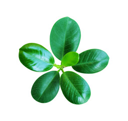 Wall Mural - four leaf clover isolated