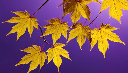 Sticker - Yellow Maple Leaves Against a Purple Sky.