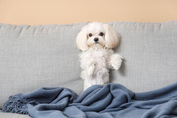 Cute Maltese dog on sofa at home