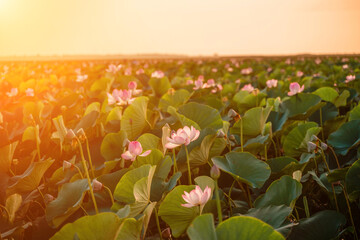 Wall Mural - Sunrise in the field of lotuses, Pink lotus Nelumbo nucifera sways in the wind. Against the background of their green leaves. Lotus field on the lake in natural environment.