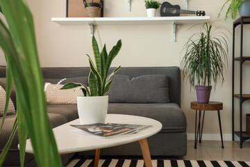 Wall Mural - Interior of stylish living room with houseplants, coffee table, magazine and black sofa