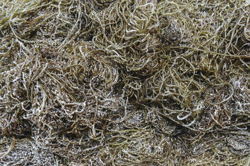 Canvas Print - Close-up of stacked raw salted sea strings, South Korea
