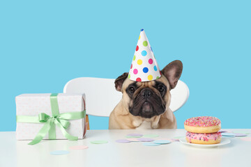 Wall Mural - Cute French bulldog in party hat with gift box and plate of sweet donuts at table on blue background