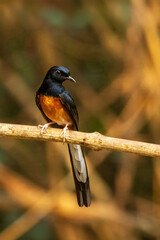 Wall Mural - The male White-rumped Shama (Copsychus malabaricus) has a glossy blue-black head and upperparts with conspicuous white rump and long blackish tail; the chest is orange-rufous color.