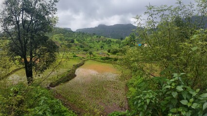 Lush Green Rice Fields in Hilly Terrain