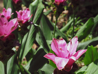 Beautiful pink ginger flowers in the garden  