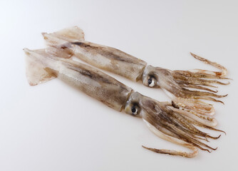 Canvas Print - Close-up of two whole raw squids on white floor, South Korea
