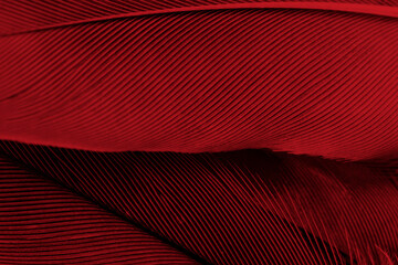 Canvas Print - Beautiful red feather pattern texture background