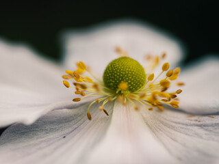 Sticker - Close up of a white flower