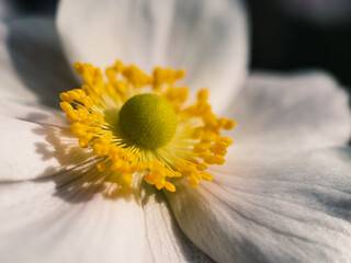 Sticker - Close up of a white flower