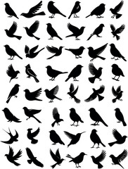 Wall Mural - bird silhouette vector set, diverse bird shape black silhouettes on white background, illustration o