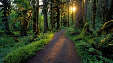 Wall Mural - Mossy Path amidst Trees in Hoh Rain Forest, Olympic National Park, WA, USA