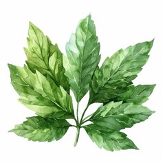 Epazote, jagged green leaves, aromatic look, watercolor style, isolated on white background