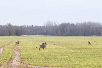 a family of deer on the field