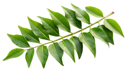 Healthy spice Curry leaves on transparent background