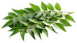 © Tofazzal - Healthy spice Curry leaves on white or transparent background