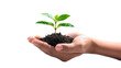 © Maxim - Hand holding a young green plant with soil, symbolizing growth and nurturing. Ideal for environmental, sustainability, or growth-themed designs. Transparent background.