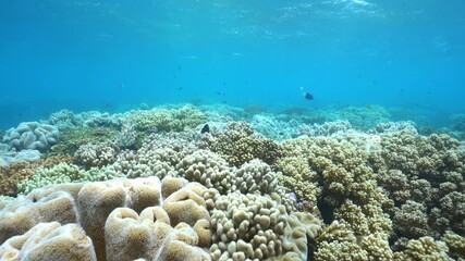 Wall Mural - a coral reef with a lot of corals and fish in the great barrier reef