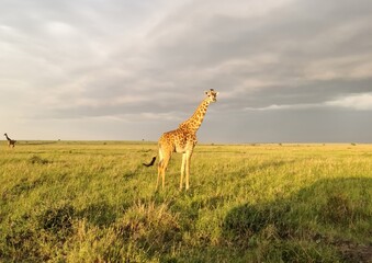 Beautiful giraffe in the wild nature of Africa.