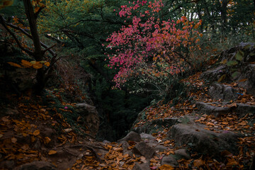 Wall Mural - dramatic low light autumn deep forest rocky natural dusk woodland natural space in October morning time