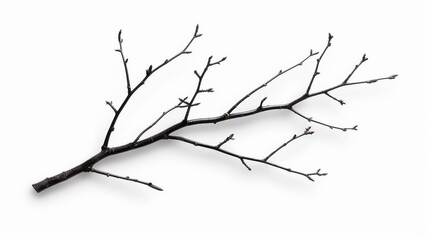 Highquality isolated tree branch cutout for design projects on white background.