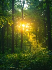 Canvas Print - Sunlight Filtering Through Dense Forest Embracing the Energy of New Beginnings