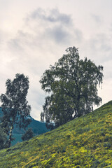 Wall Mural - Cultural landscape by Ornes, Sogn og Fjordane.