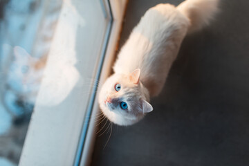 Portrait of white fluffy cat with blue eyes looking up near window.